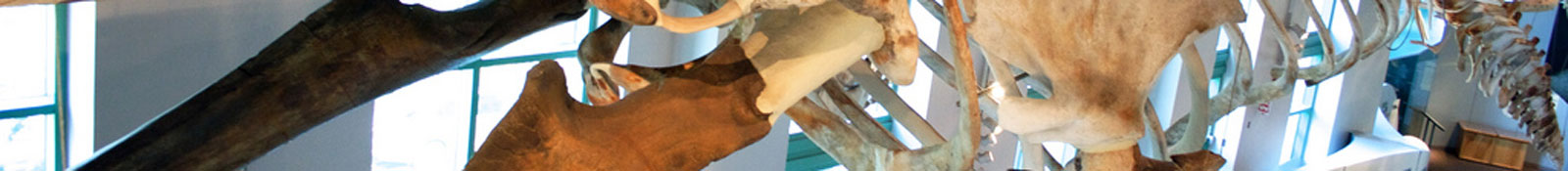 course-banner